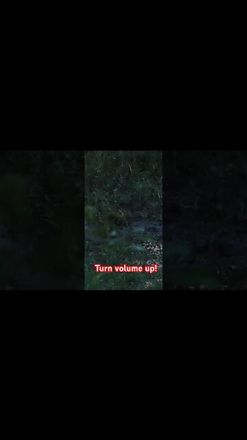 9 point Buck gets smoked…Listen for the crash! #deerhunting #deerseason #archery