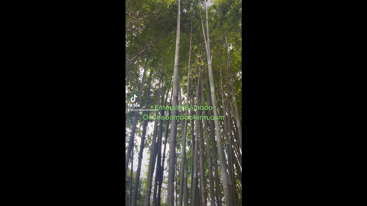 Emerald Bamboo Ocoee Bamboo Farm 407-777-4807