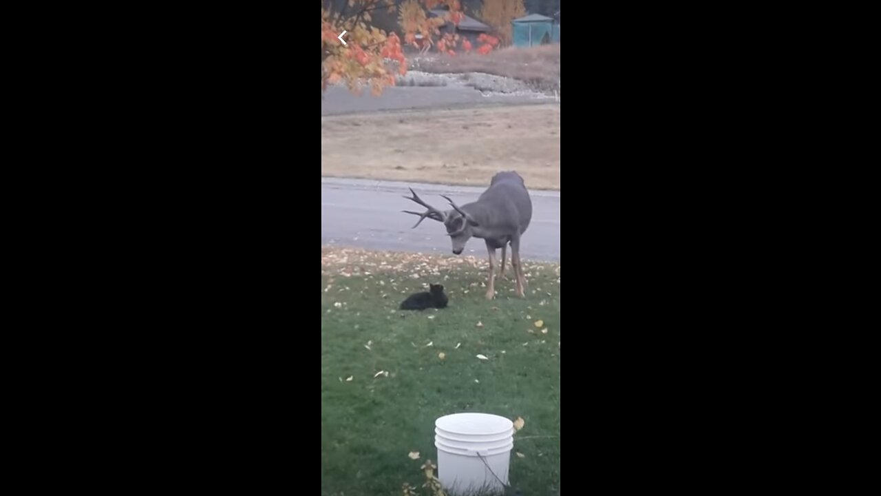 Cat attacks deer