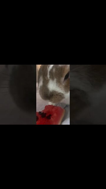 a Bunny eating a watermelon 🍉 #Get2Steppin w/S2
