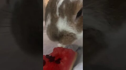 a Bunny eating a watermelon 🍉 #Get2Steppin w/S2