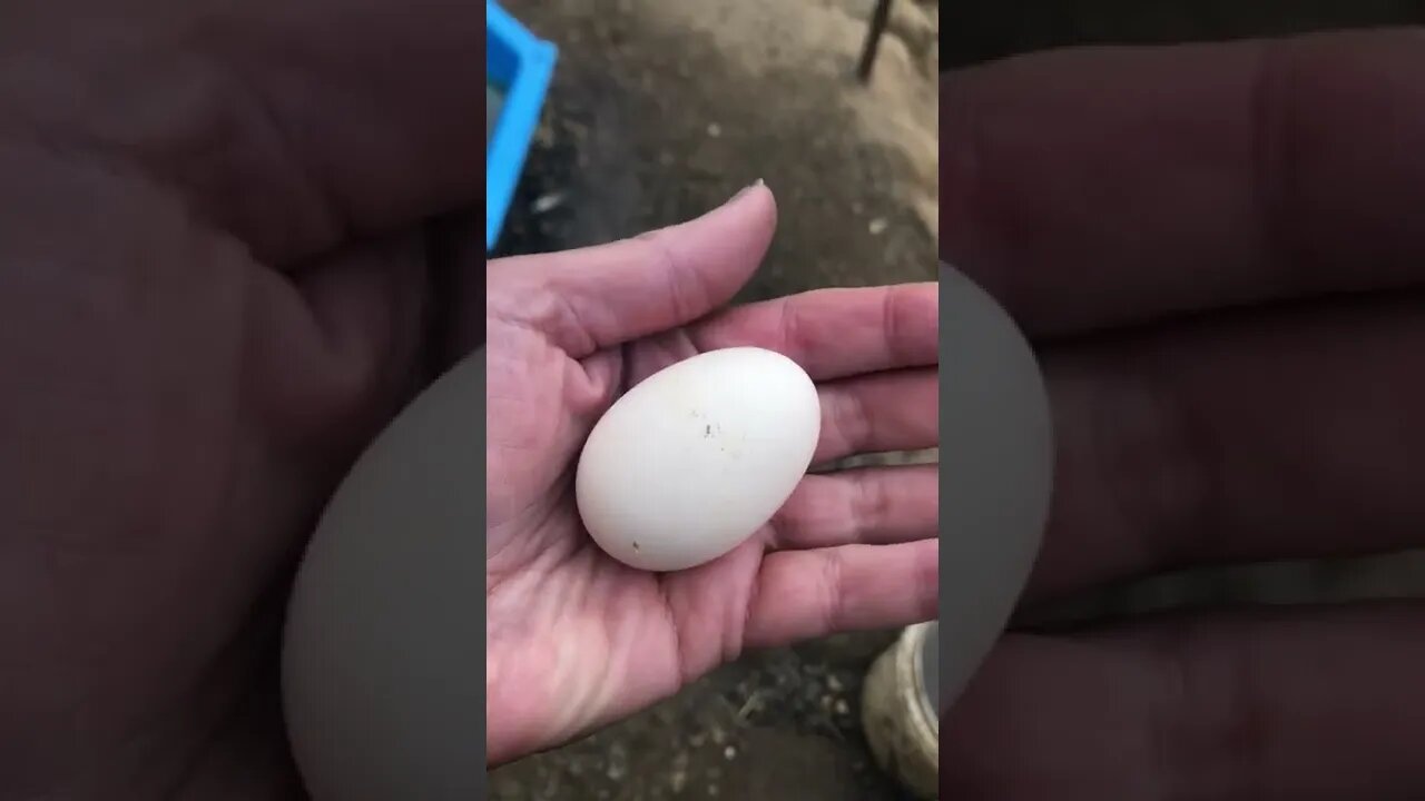 Our first egg laid on the farm - teeny egg