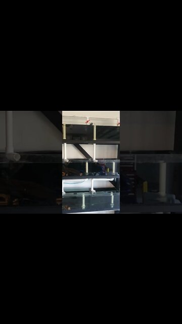 Fish Breeding Rack Set up and running 👌