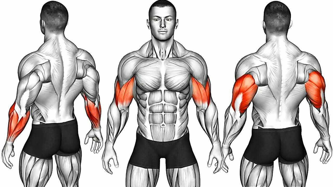 Exercises to Get Bigger Arms (Forearm, Bicep, Tricep)