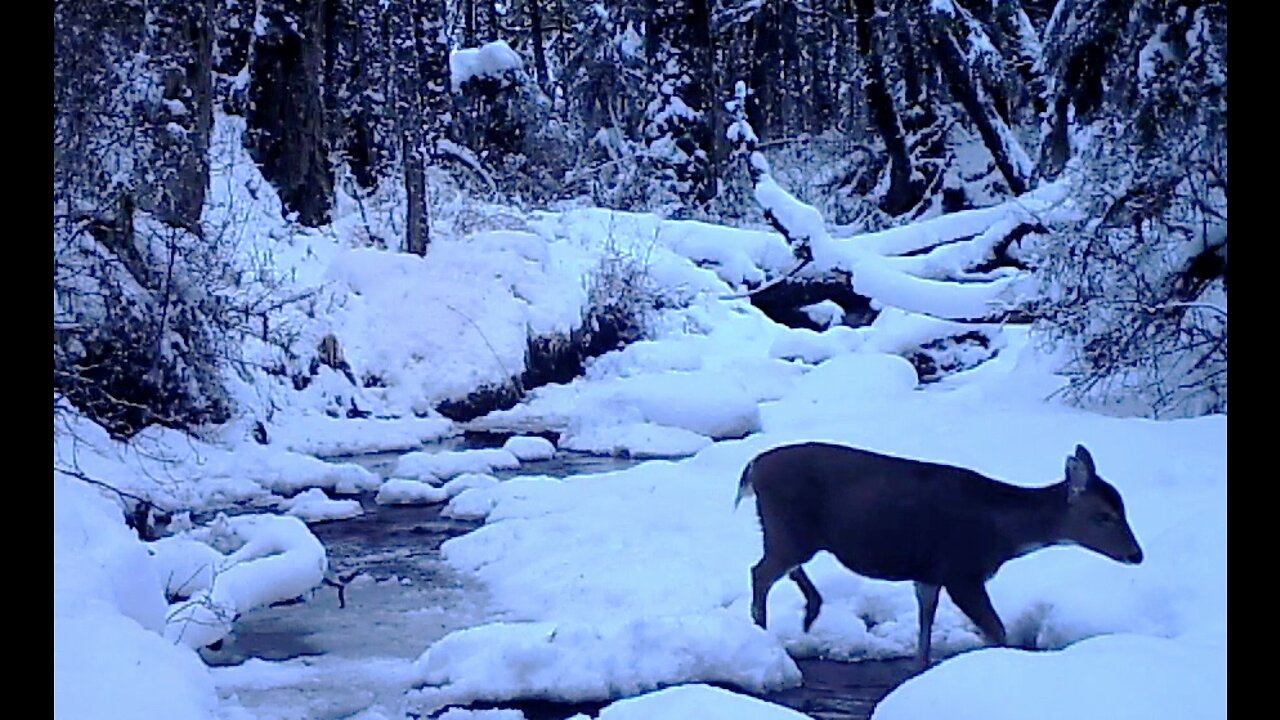 A Creek in the Timber Nov. 20-Dec. 30