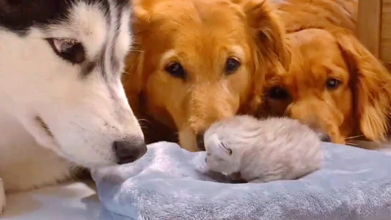 Golden Retrievers and Husky Meeting Their Best Friends Newborn Kitten