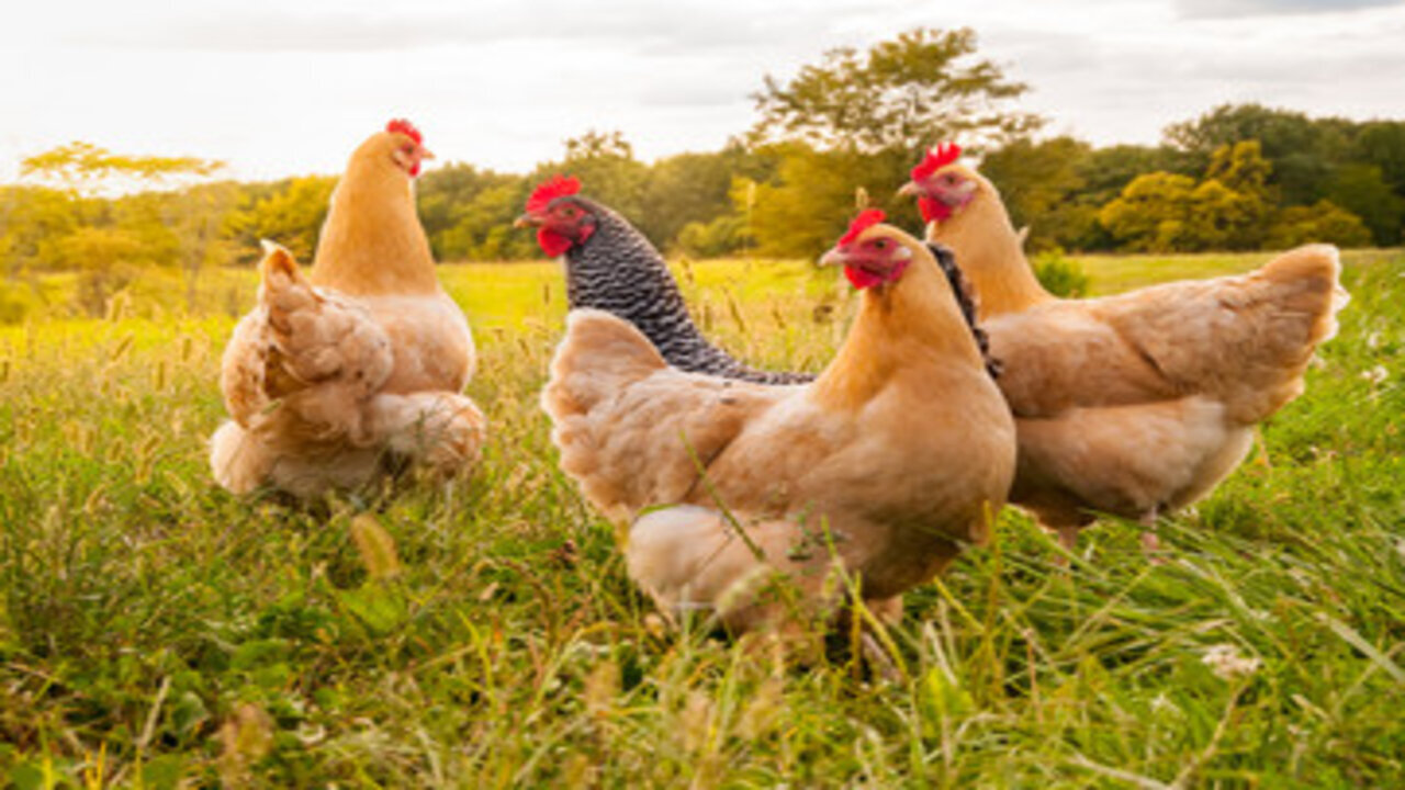 Mass Chicken Culling Is An Attack On The Food Supply