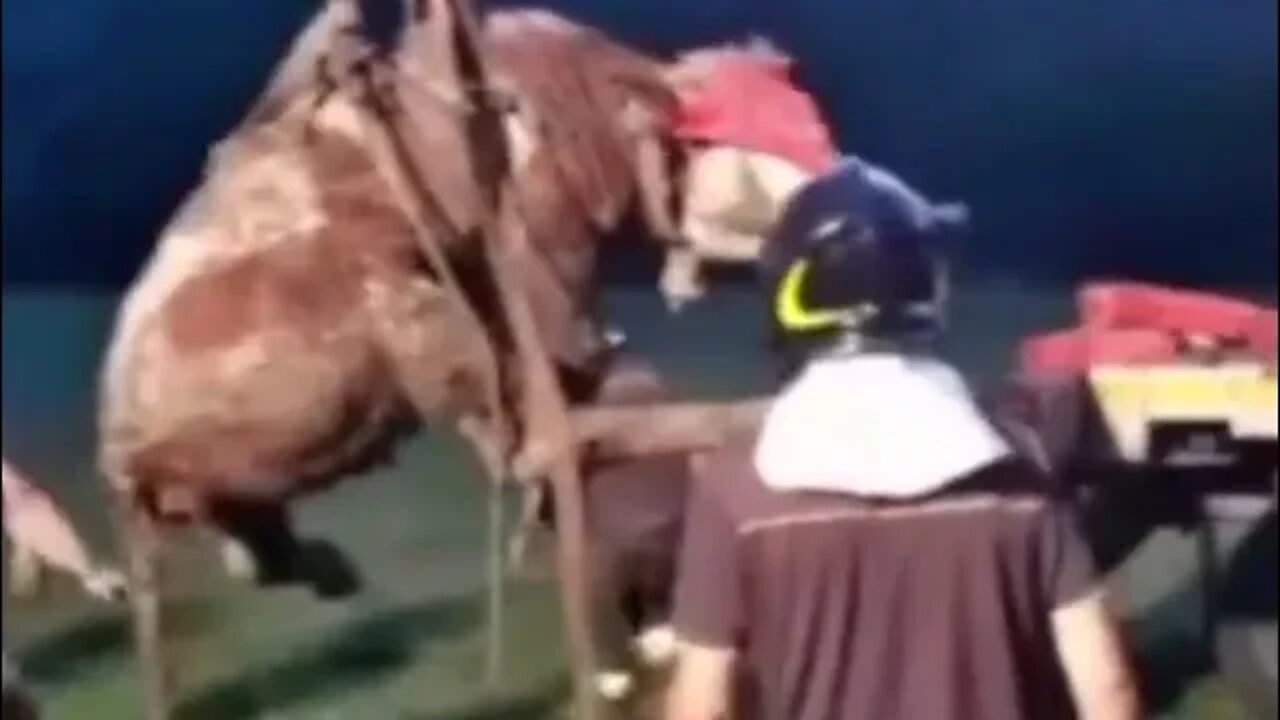 Recovering a cow that has slipped into a 15-meter deep well