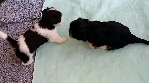 I Litter-1 Day Shy Of 4 Weeks Old