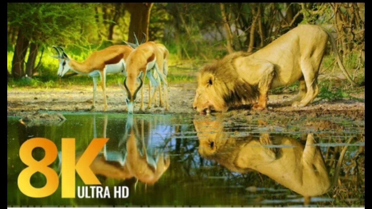 amazing wildlife of botswana - 8k nature documentary film