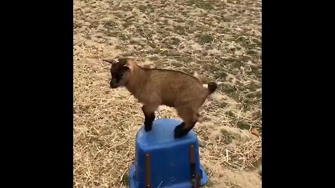 Goat Fight.