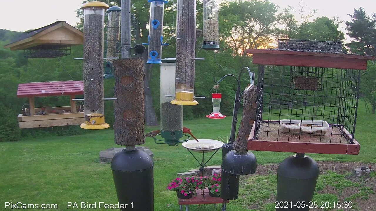 Pileated Woodpecker on stump