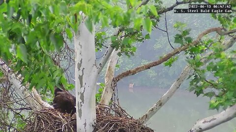 USS Eagles - Doe & fawn walk the river