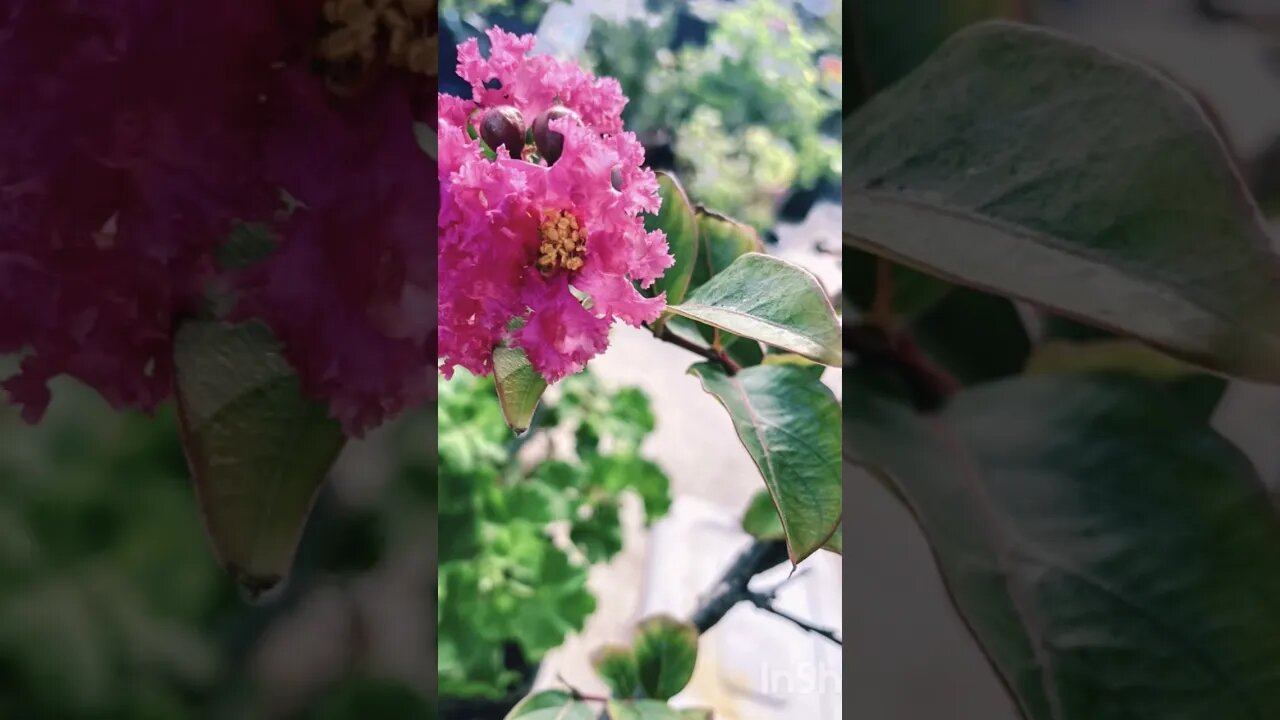 Crape Myrtle blooms song by @Varun Rao #justforfun #naturesart #teaser #beforetheart