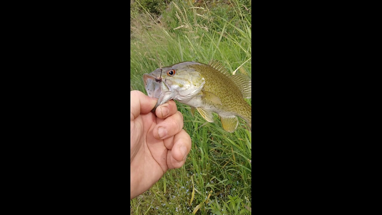 small mouth bass