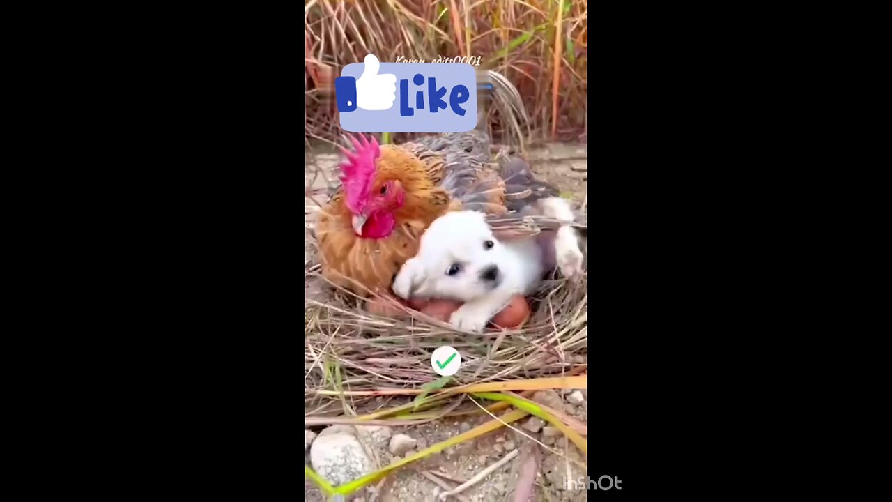 Soft_hearted_animal_dog_and_chicken_💓💗👌👌