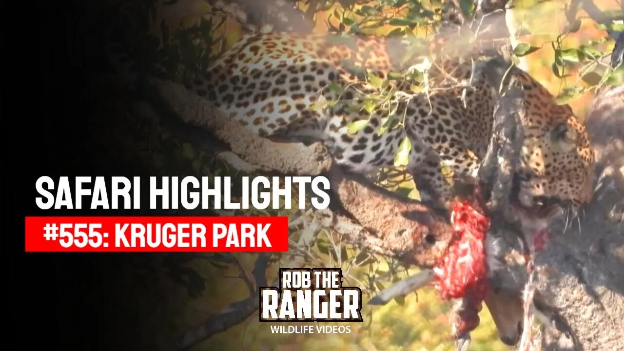 Safari Highlights #555: 23 & 24 August 2020 | Kruger National Park | Latest Wildlife Sightings