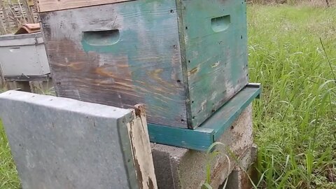 La force des abeilles.