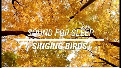 Sound for sleep Singing Birds 3 hours