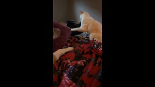silly cats <3