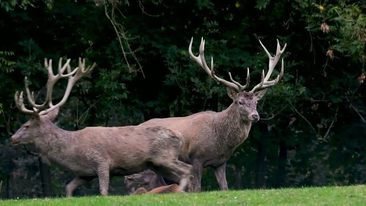 deer are herbivores,there are more than 40 species of deer,#ZOO TV #deervedioes