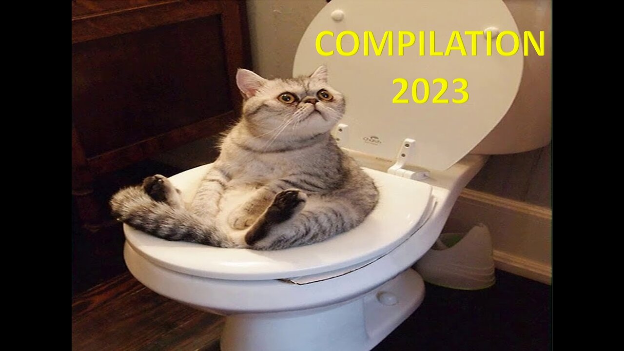 Cute and Funny Cat Videos Compilation