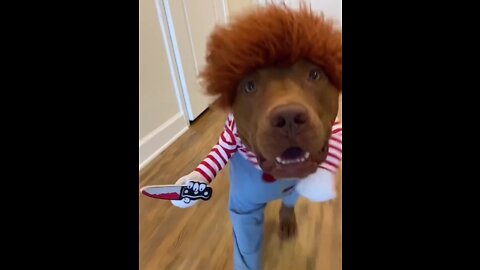 Funny Dogs #fyp #foryou #dogs #humor #funnyvideos #petlover #foryoupage