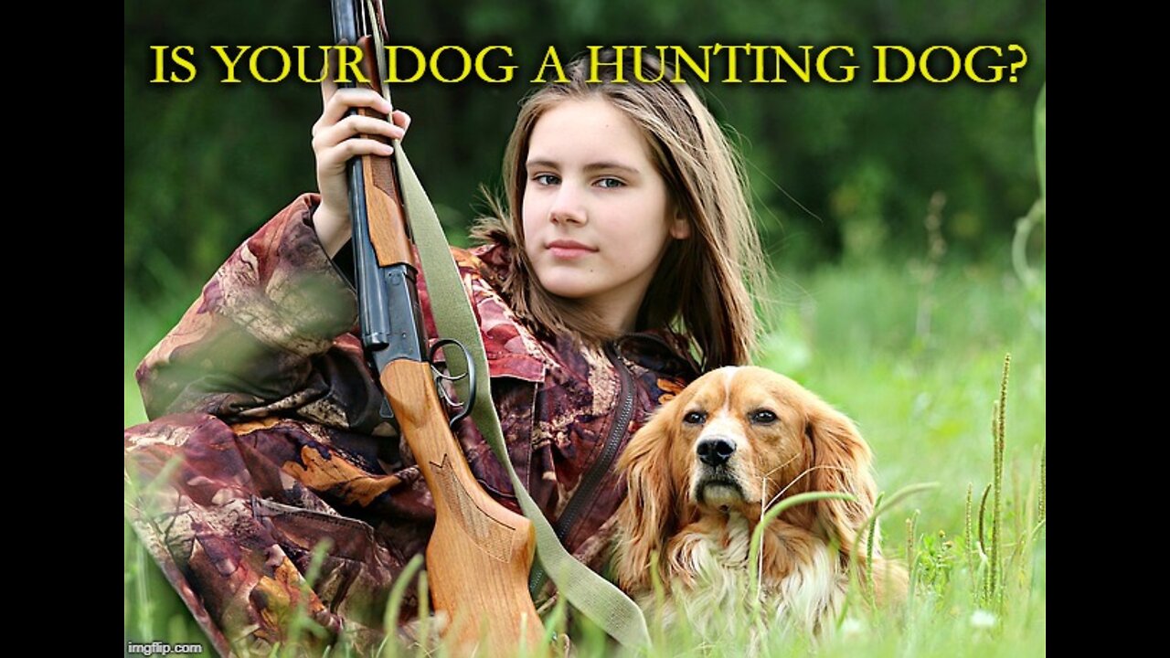 TOP 10 Best Hunting Dog Breeds In The World