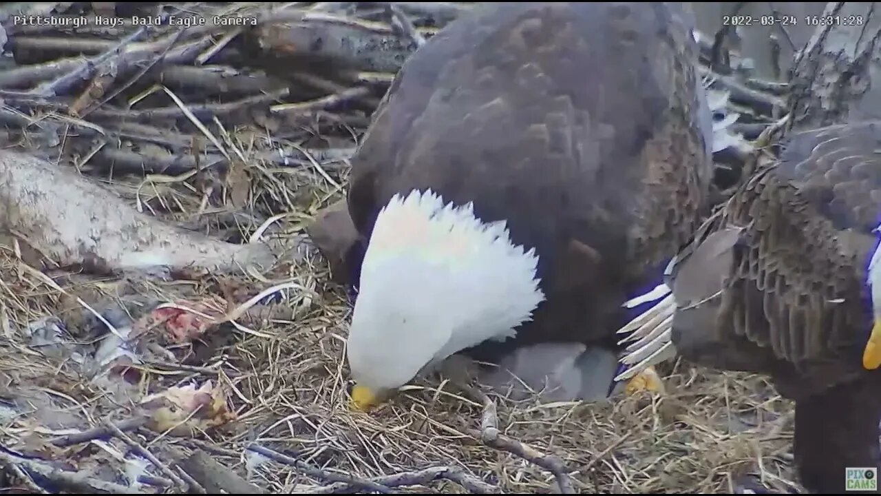 Hays Bald Eagles PIP 2 holes Egg 3 2022 03 24 1620