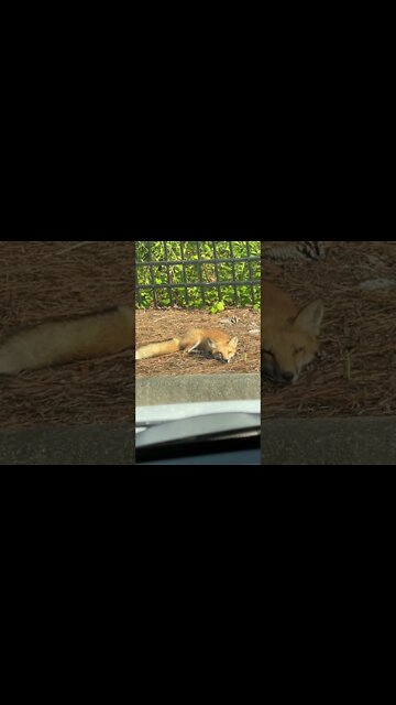 The lazy, blonde FOX didn’t jump over anything