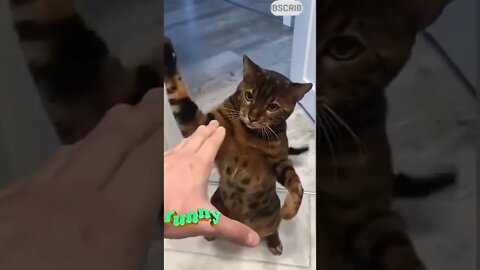 cute cat videos 😹 funny videos 😂 599 😻