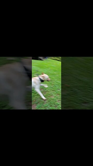 Did He Capture a Snake?