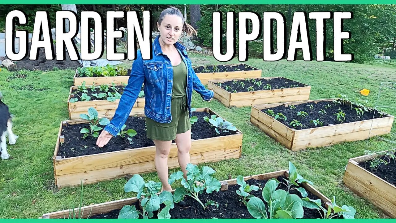 Raised Bed Garden & Shamrock Pregnancy Update 🐐🌽🍅🥦