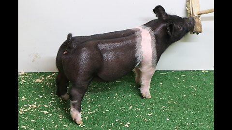 7-4 Crossbred Gilt