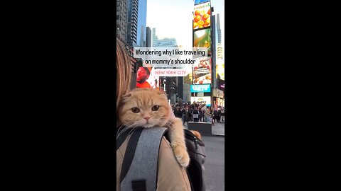 Finding Serenity with a Contented Cat on My Shoulder in NYC🥺♥️