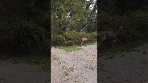 Deer family walking the nature trail