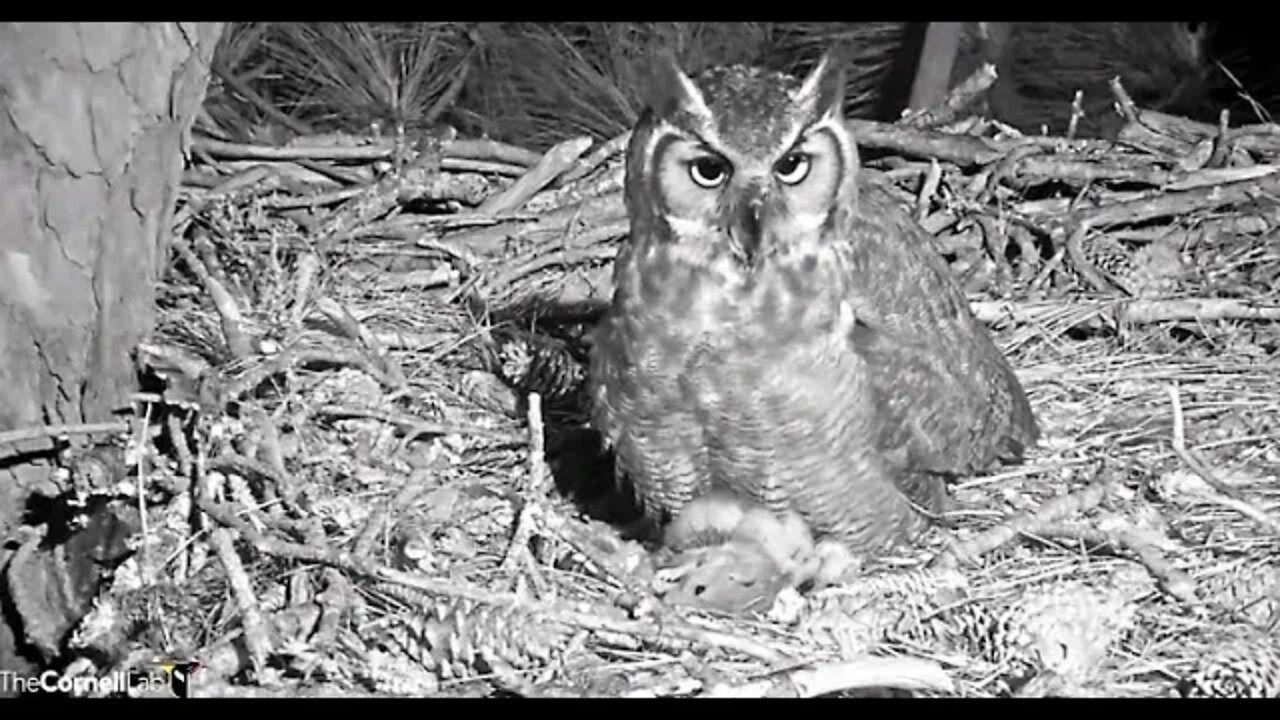 Mom's Last Break Before Daylight 🦉2/25/22 05:46