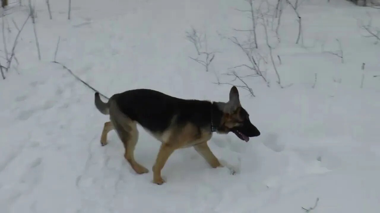 7 Month Old Shepherd. Teach Your Dog To Come Every Time And Pay Attention To You!