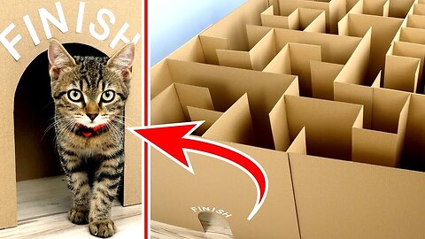 GIANT Maze Labyrinth for Cat Kittens. Can they EXIT