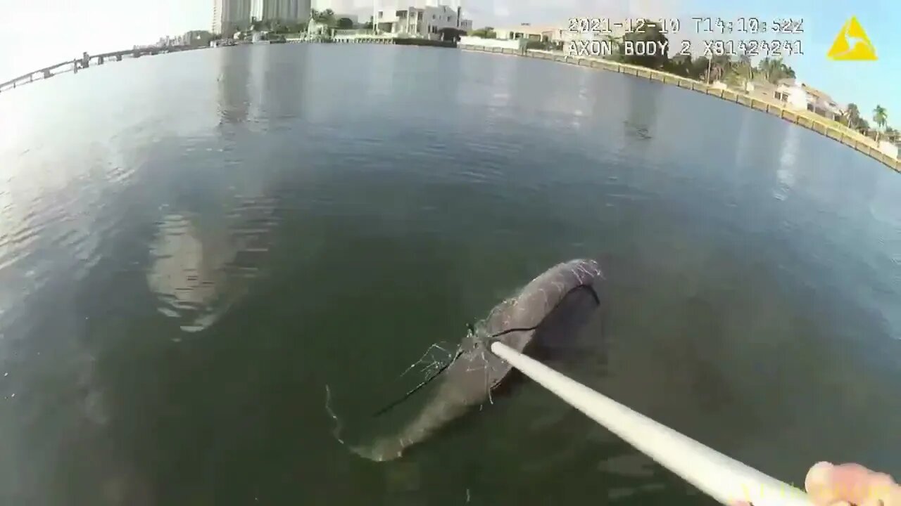 Bodycam Records Officer Saving Young Dolphin Trapped in Fishing Net