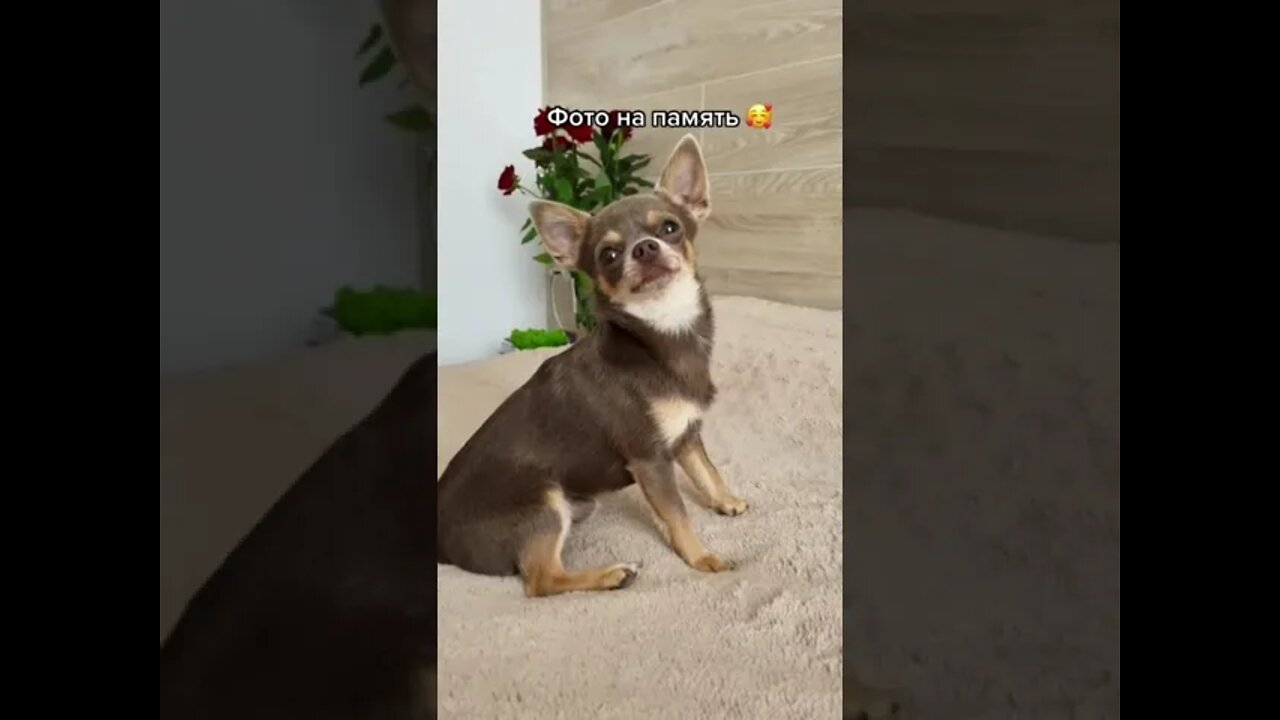 #shorts Смешные Собаки Из Тик Тока 34 Funny Dogs From Tiktok