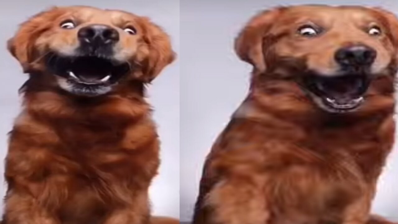 Funny Dog Video