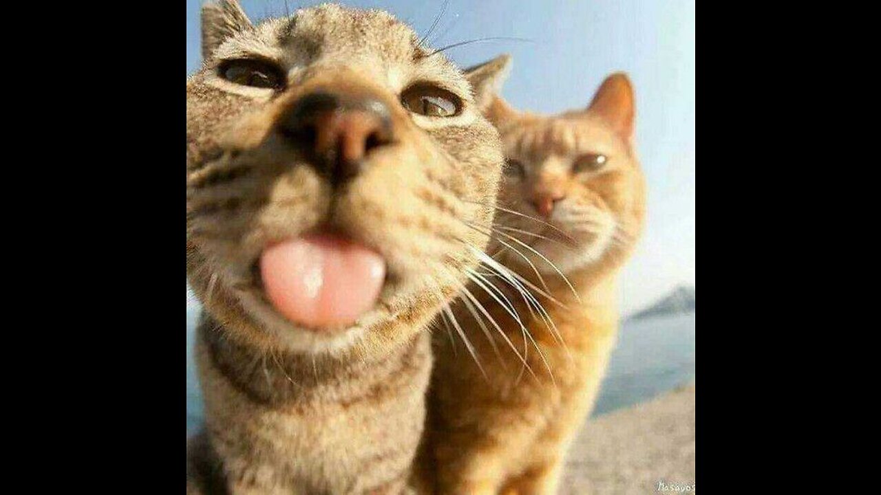 FUNNY AND CUTE CAT VİDEOS