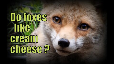 🦊Do #FOXES like Philadelphia Cream Cheese ? starring Apple and featuring Ajax her mum,