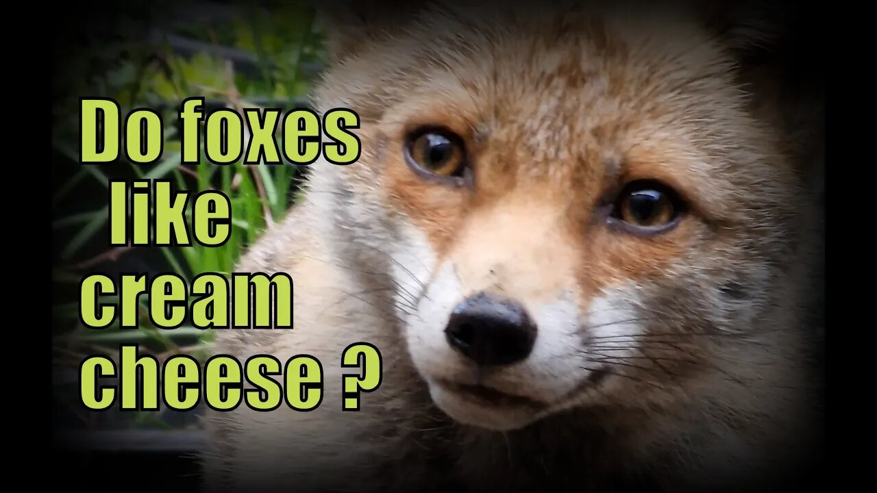 🦊Do #FOXES like Philadelphia Cream Cheese ? starring Apple and featuring Ajax her mum,