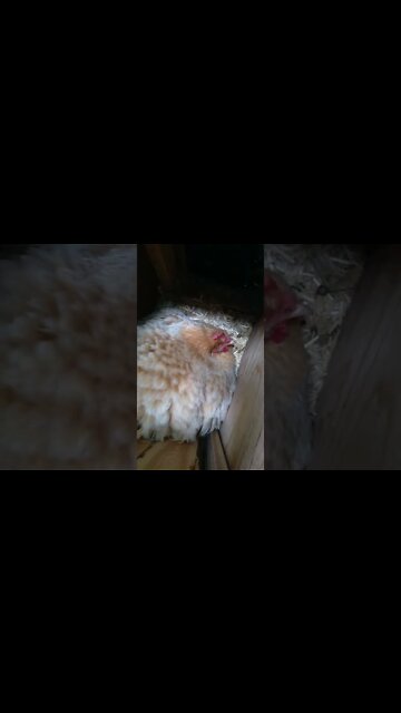 normal hen vs broody hen