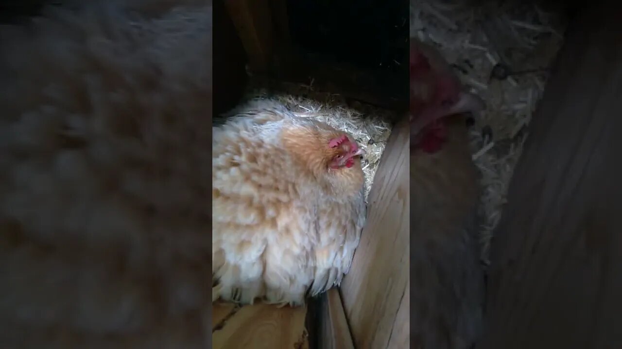 normal hen vs broody hen