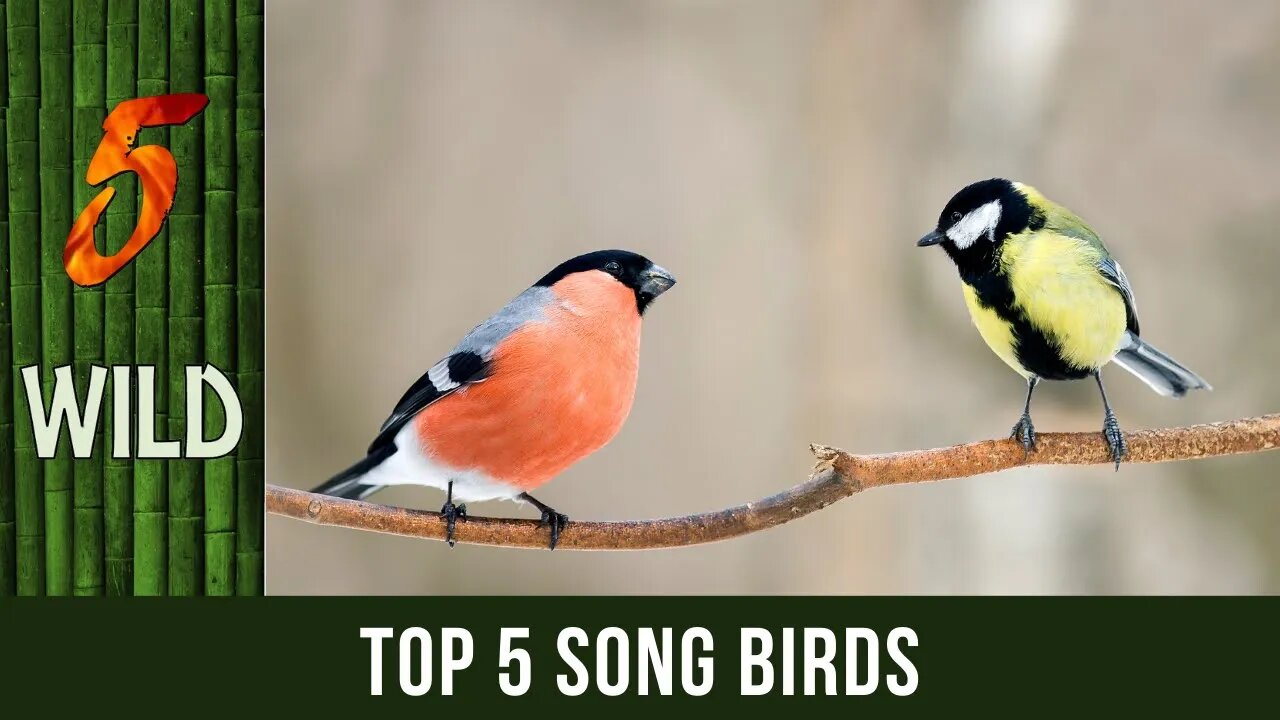 Top 5 Song Birds With The Best Tune | 5 WILD