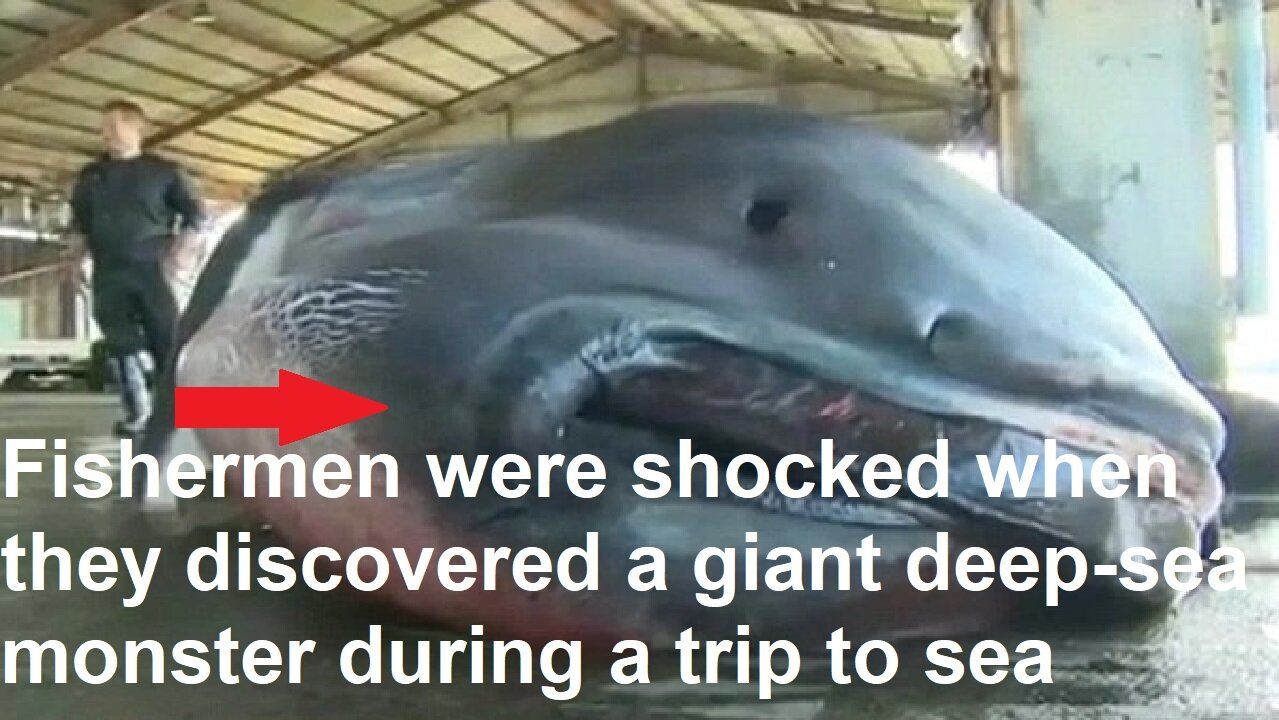 Fishermen were shocked when they discovered a giant deep-sea monster