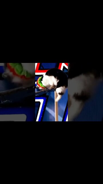 #persiancats #cats #cutecat #shorts #youtubeshorts #funnycats #americagottalent